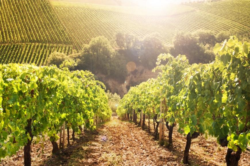 Un viaggio degustativo in Abruzzo con La Cascina del Colle